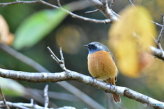 紅葉とジョウビタキ Ⅱ 紅葉とジョウビタキ Ⅱ