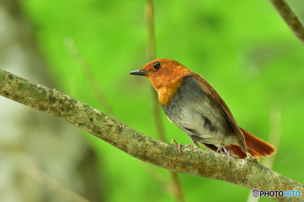 Japanese robin Ⅰ
