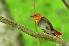 Japanese robin Ⅰ