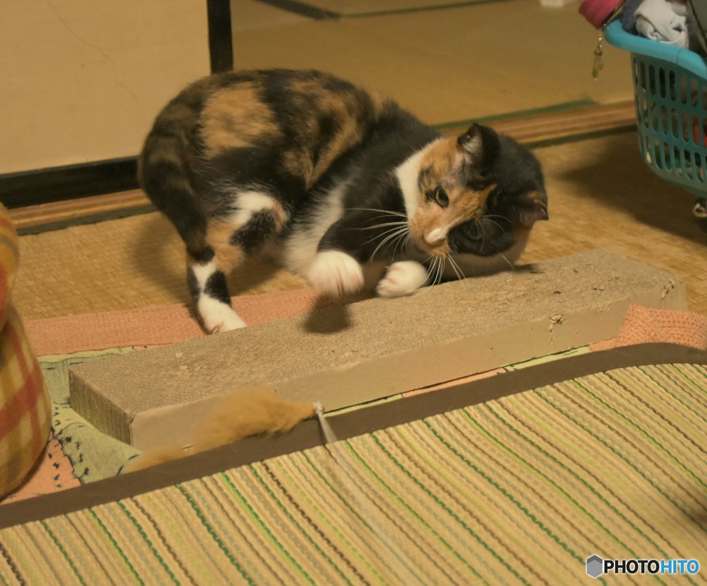 ミーコ活劇  その１