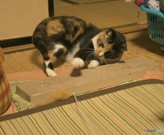 ミーコ活劇  その１