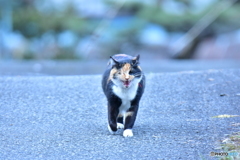 置いて行くニャ〜