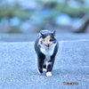 置いて行くニャ〜