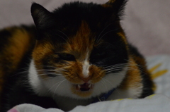 退屈ジャ～