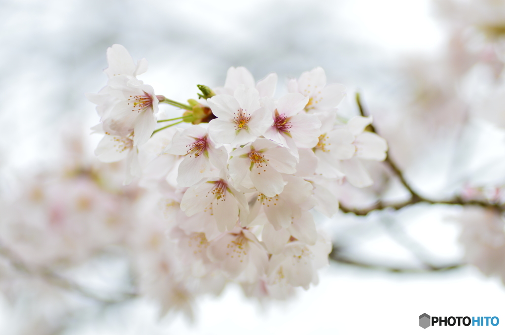 田の神が降臨する花