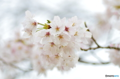 田の神が降臨する花