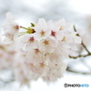 田の神が降臨する花
