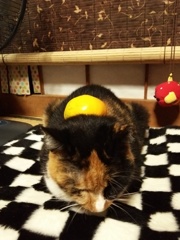 みかん猫(強引)