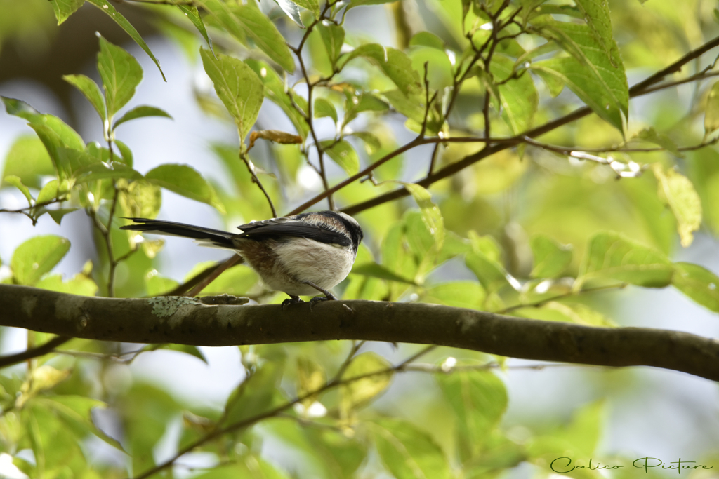 こっち向いて Ⅲ
