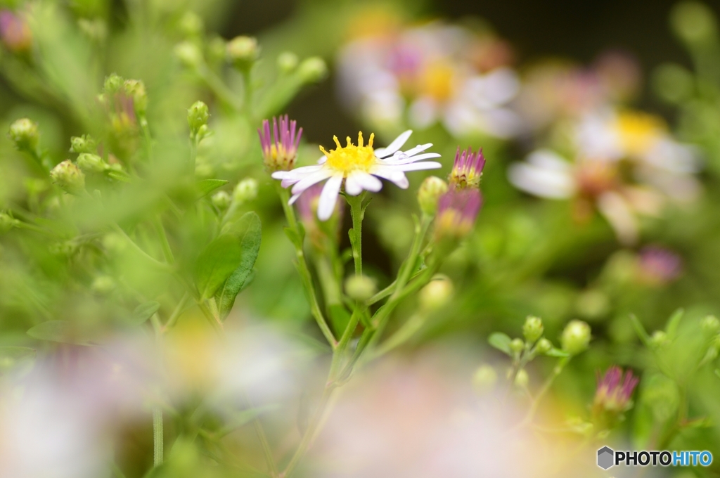 夜目菜(ヨメナ)