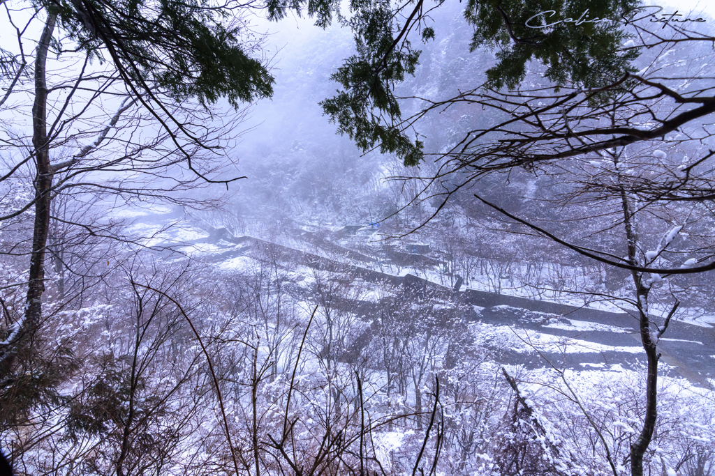 崖の向こうの山葵田