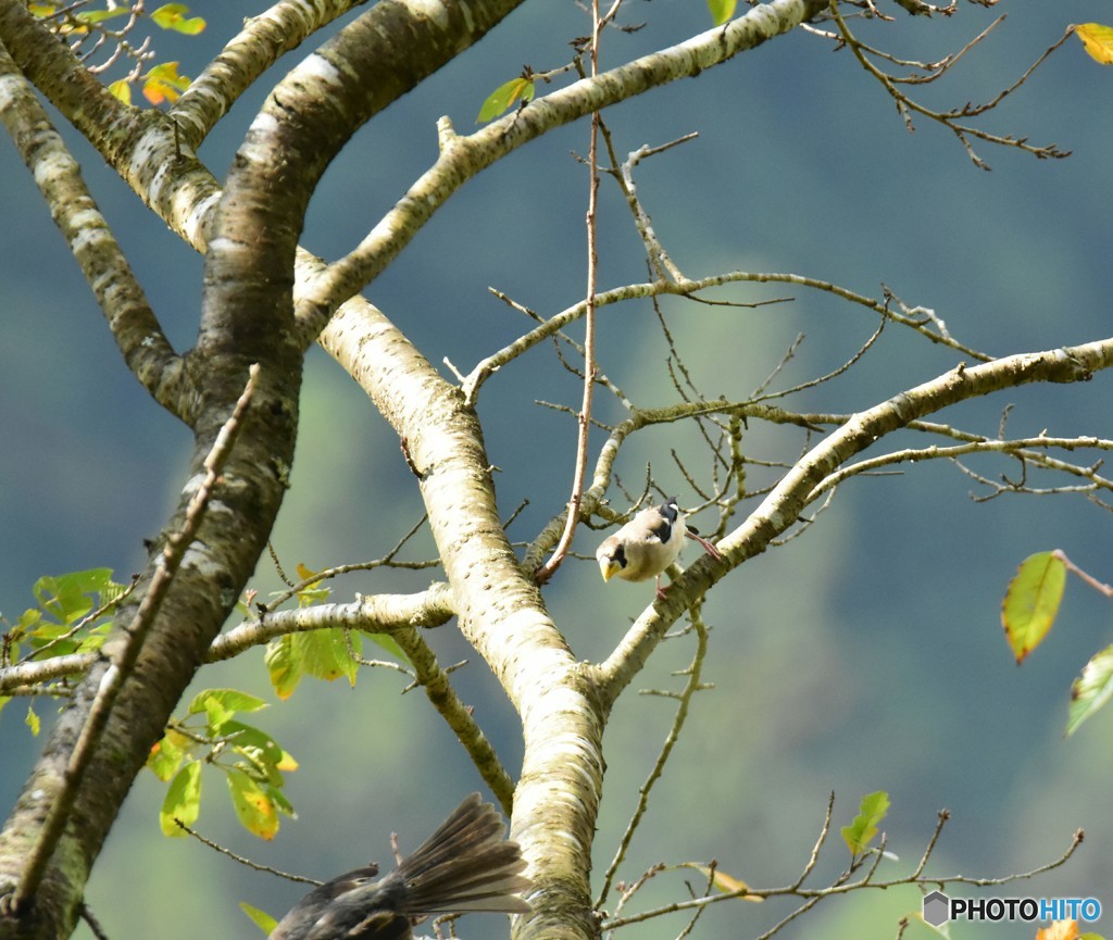 仲良く食べなよ
