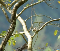 仲良く食べなよ