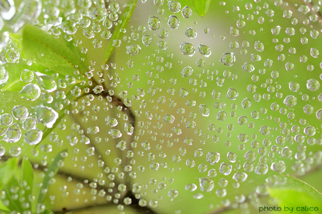 霧の朝 Ⅱ
