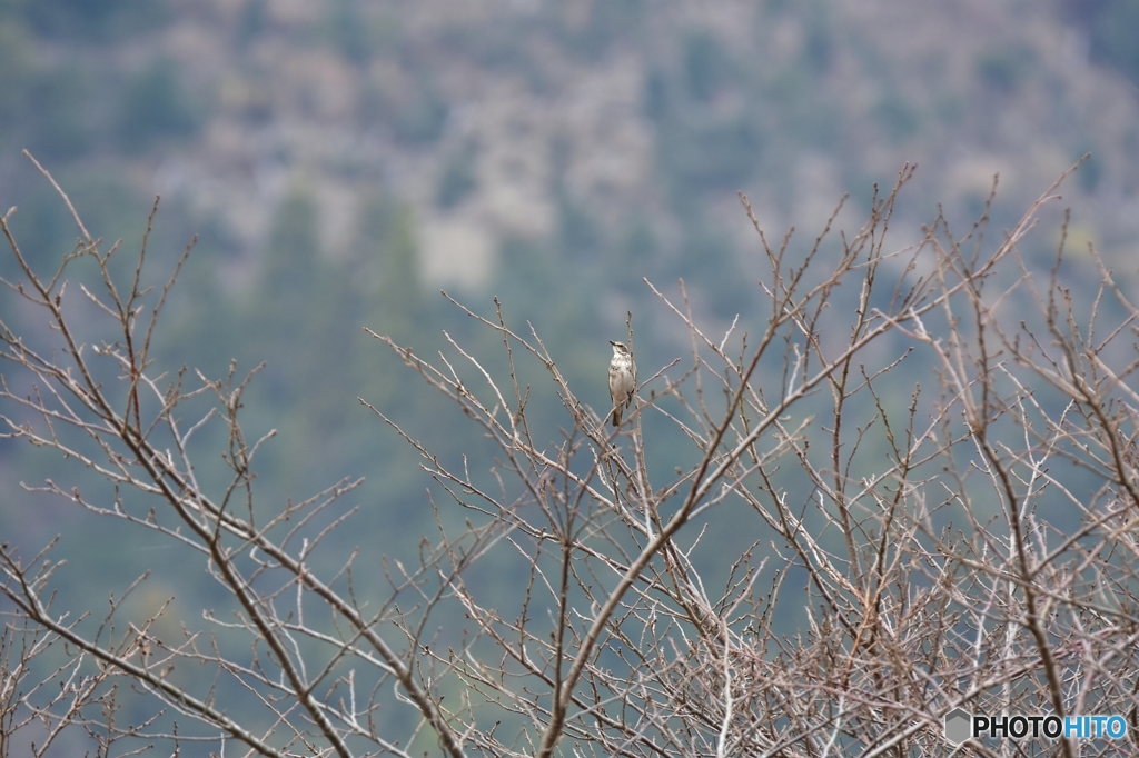 一人ぼっちのツグミ