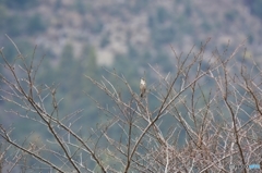 一人ぼっちのツグミ 一人ぼっちのツグミ