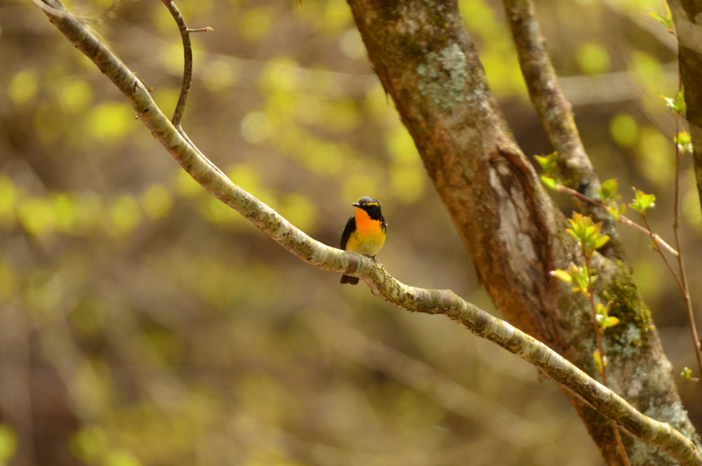 新緑とキビタキ①