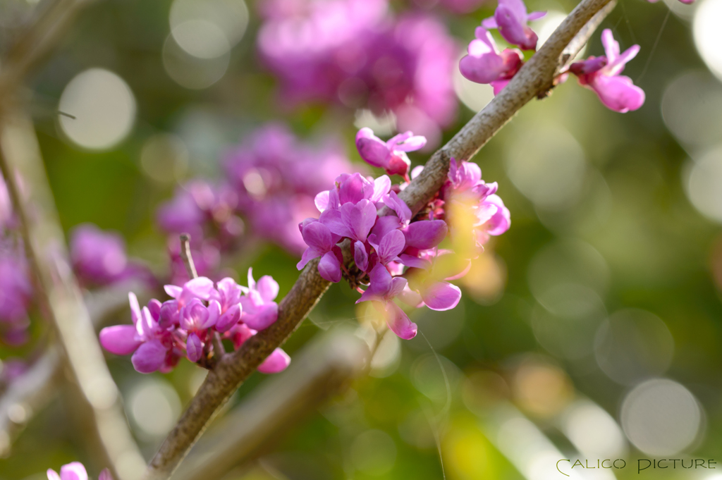 蘇芳花