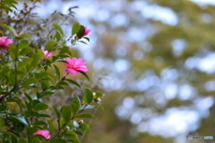 夕映えの山茶花