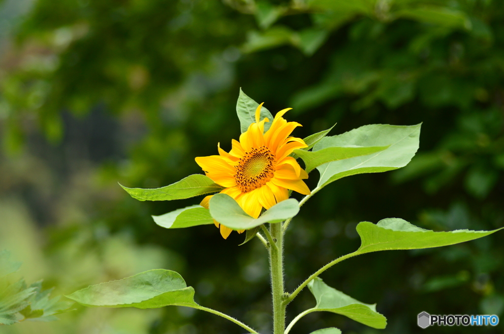 太陽に向かって