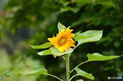 太陽に向かって