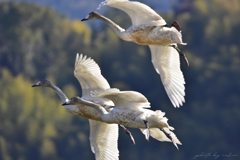 若鳥飛翔