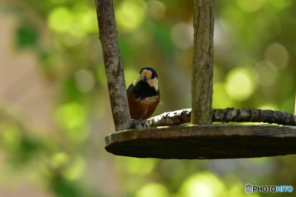 今朝のヤマガラ