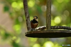 今朝のヤマガラ