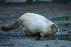 雨水を飲む猫