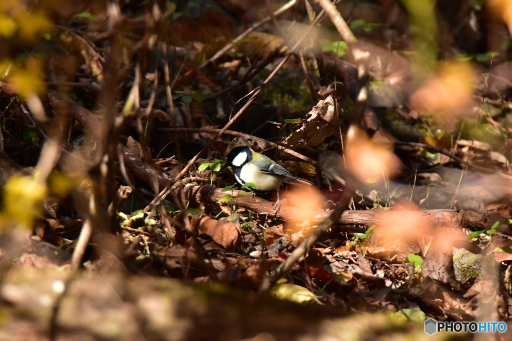 冬支度してるのだ