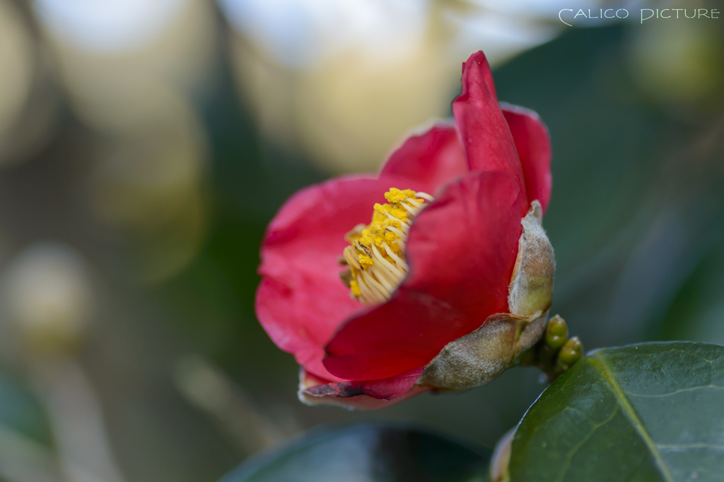 耐冬花 Ⅳ