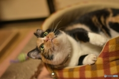 いつでも来いニャ！