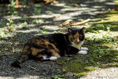 木陰が一番ニャ