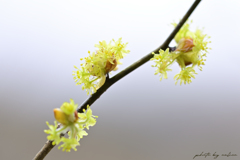白檀の香り