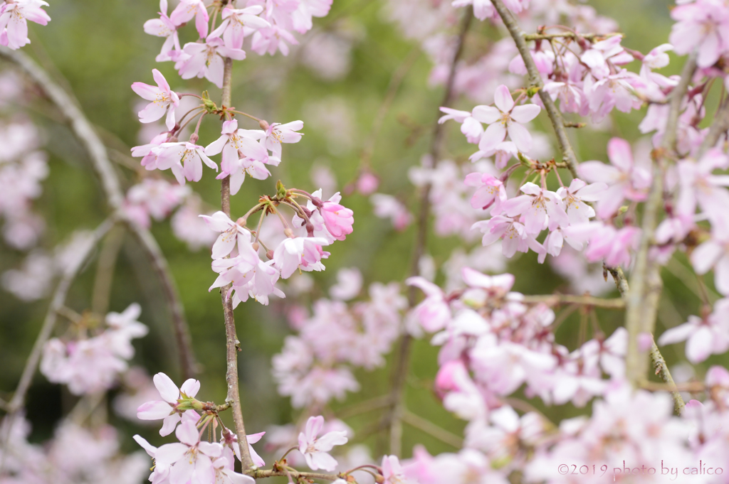 春花模様 Ⅱ
