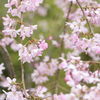 春花模様 Ⅱ