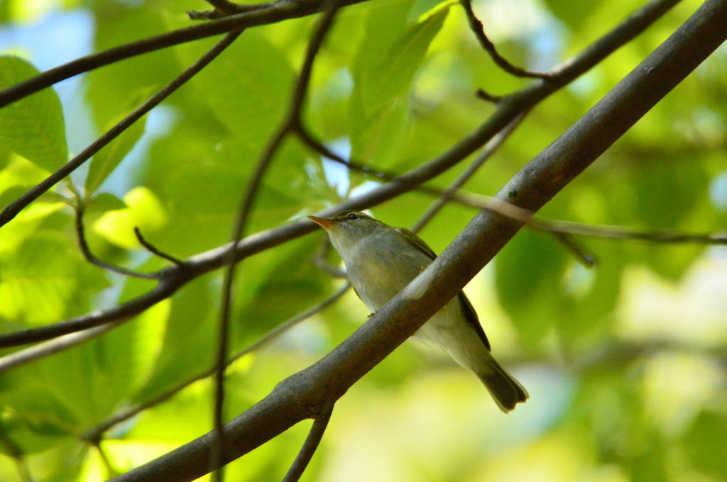 上から･･･撮ってみたい