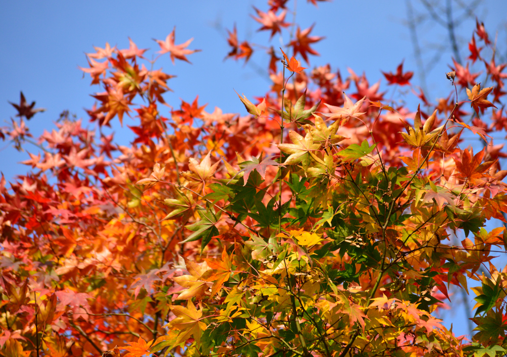 自然のパレット