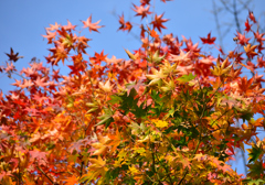 自然のパレット