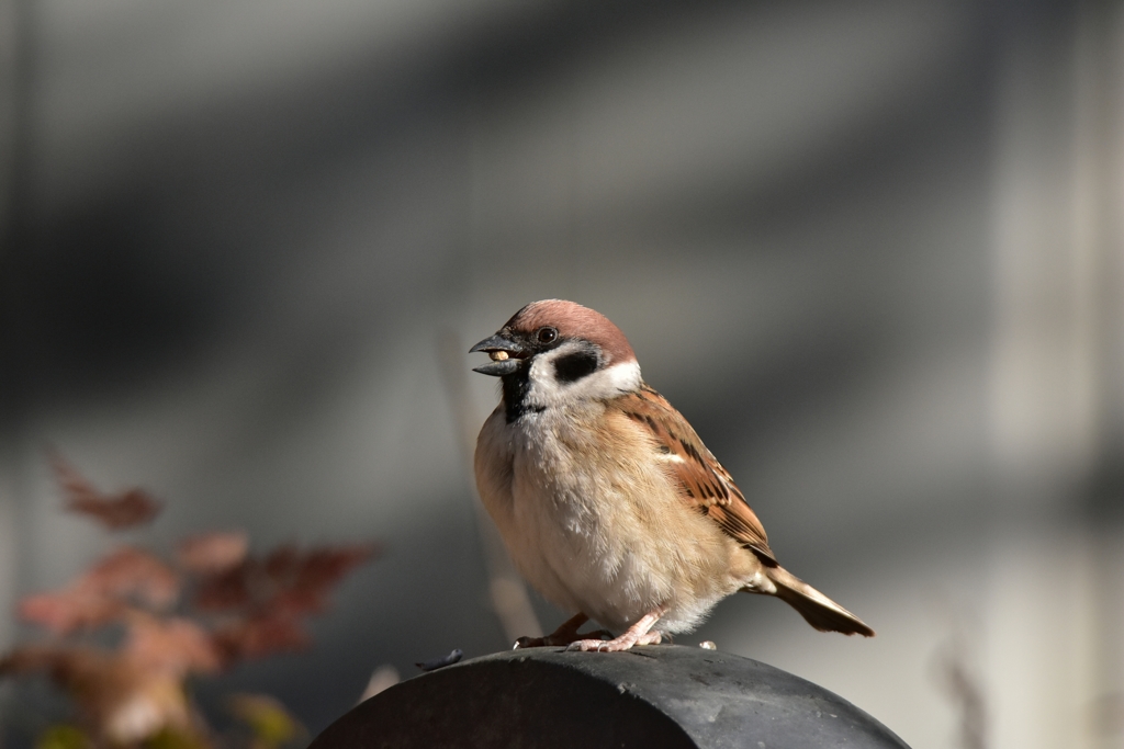 麻の実見つけた