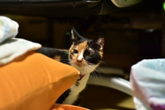 もう終わったかニャ