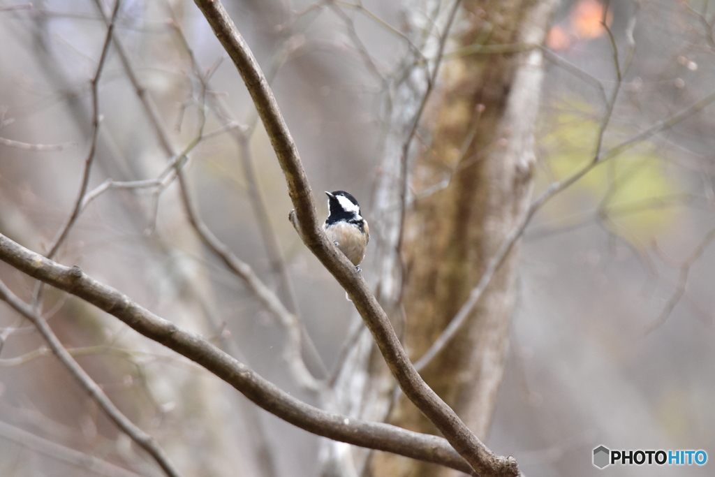 冬枯れの森の中で Ⅲ