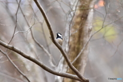 冬枯れの森の中で Ⅲ