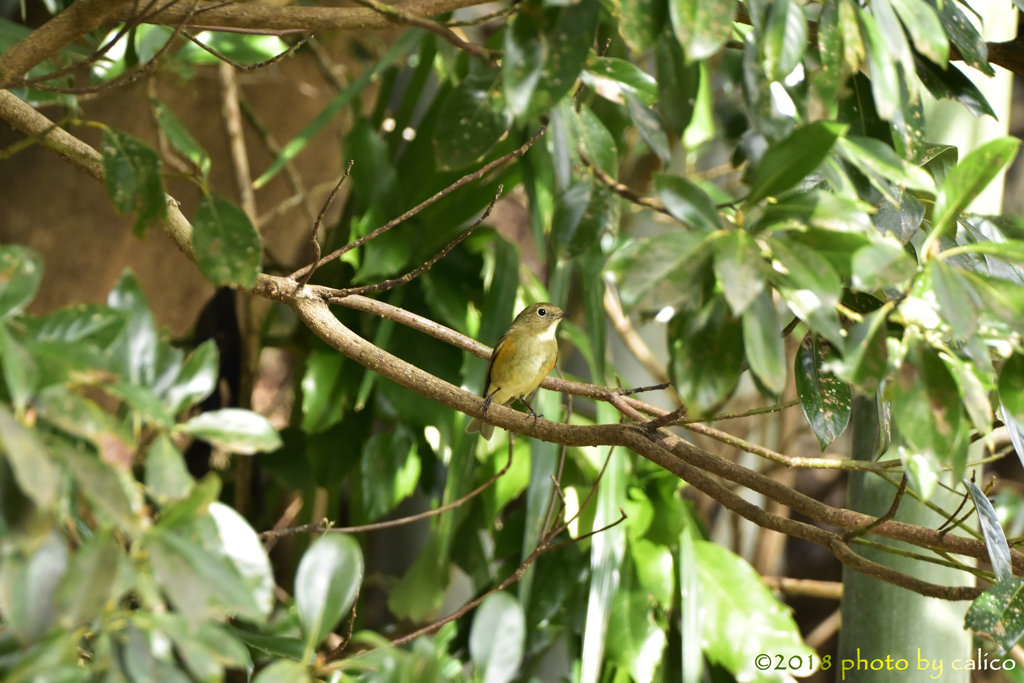 今年もお邪魔します