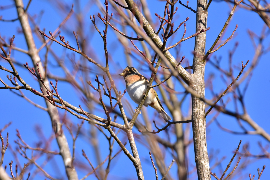 主役なんです！ Ⅰ