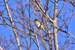 主役なんです！ Ⅰ
