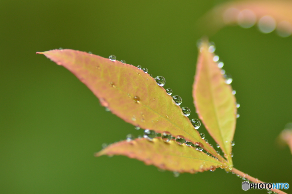 秋雨