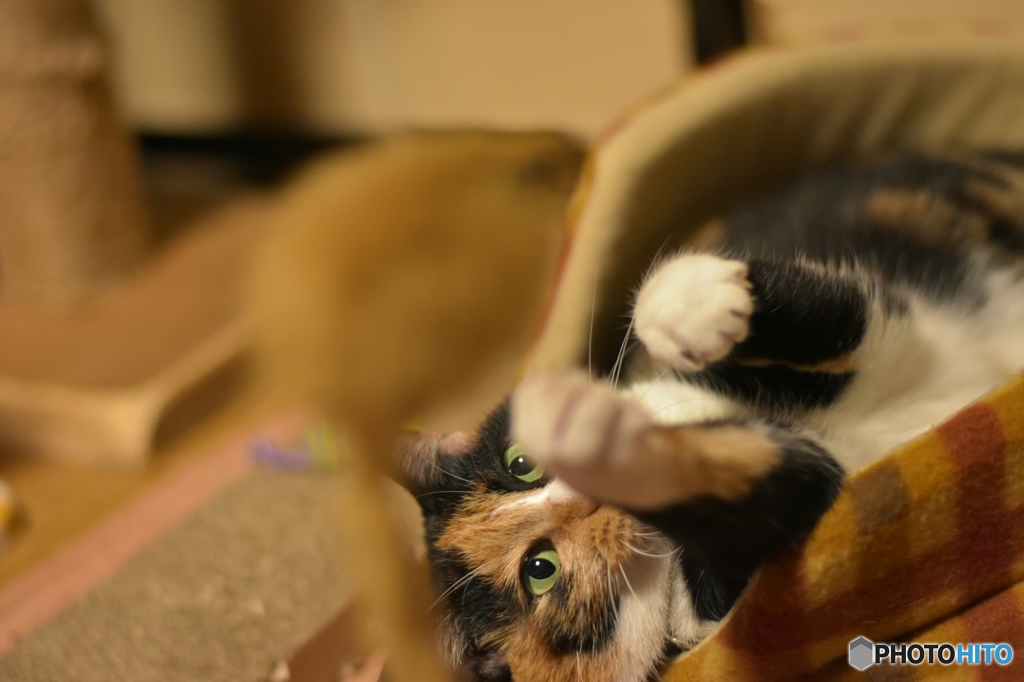 絶対捕まえるニャ