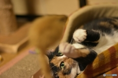 絶対捕まえるニャ