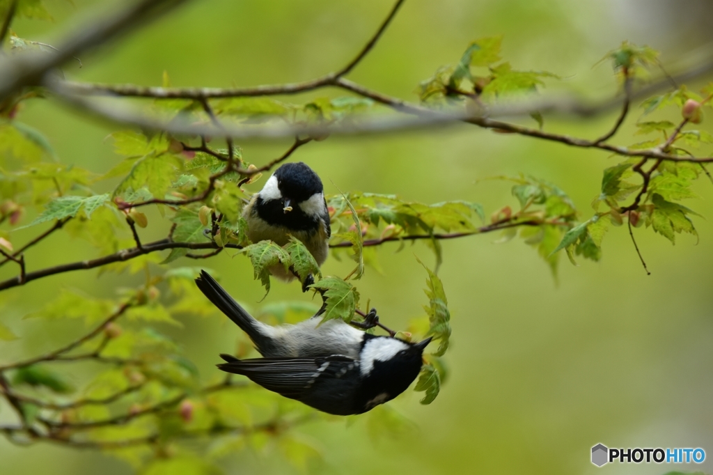 仲良し日雀夫婦